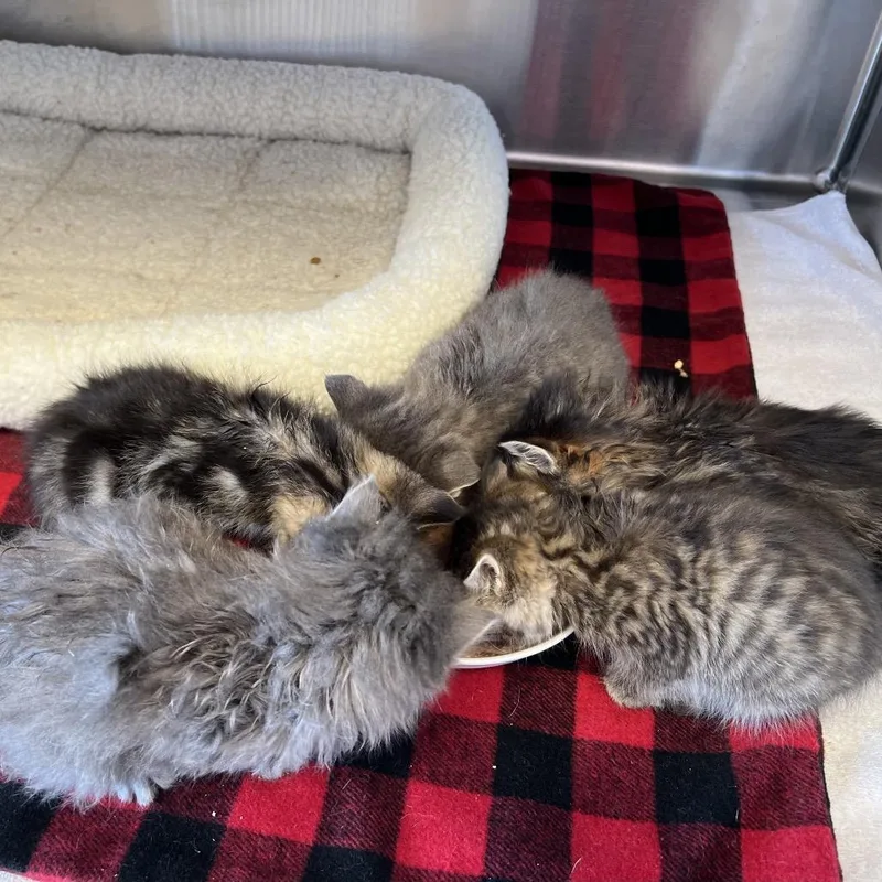 A baby small-sized male Gray / Blue / Silver Domestic Long Hair cat named Aero for adoption in Madisonville, TN