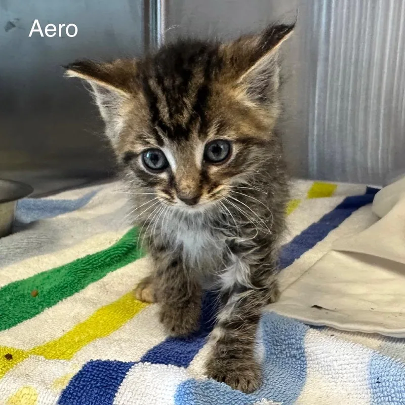 Aero thumbnail 5