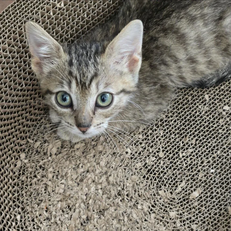 A baby medium-sized male Tabby cat named Charlie Brown for adoption in Garland, TX