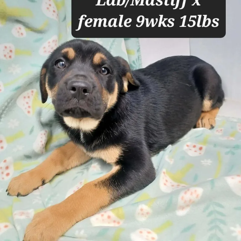 A baby small-sized female Mastiff dog named Tulip for adoption in New Tazewell, TN
