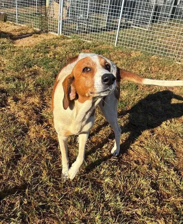 An adult medium-sized female Golden Coonhound dog named Laurel for adoption in Munfordville, KY