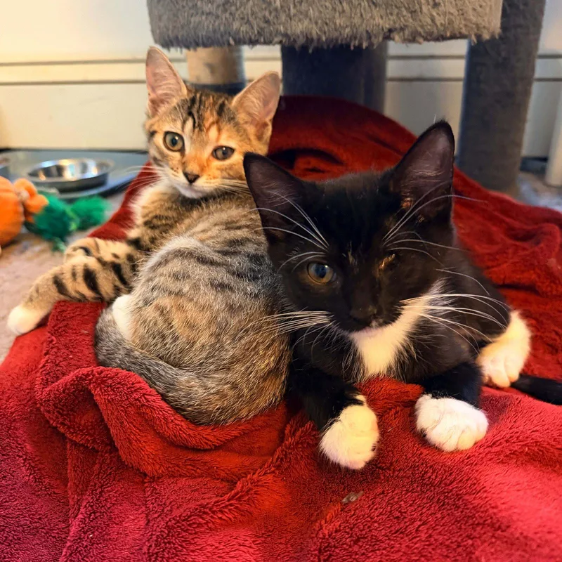 A baby medium-sized female Domestic Short Hair cat named Ninja for adoption in Philadelphia, PA