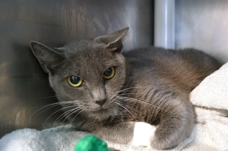 Estrella thumbnail 4