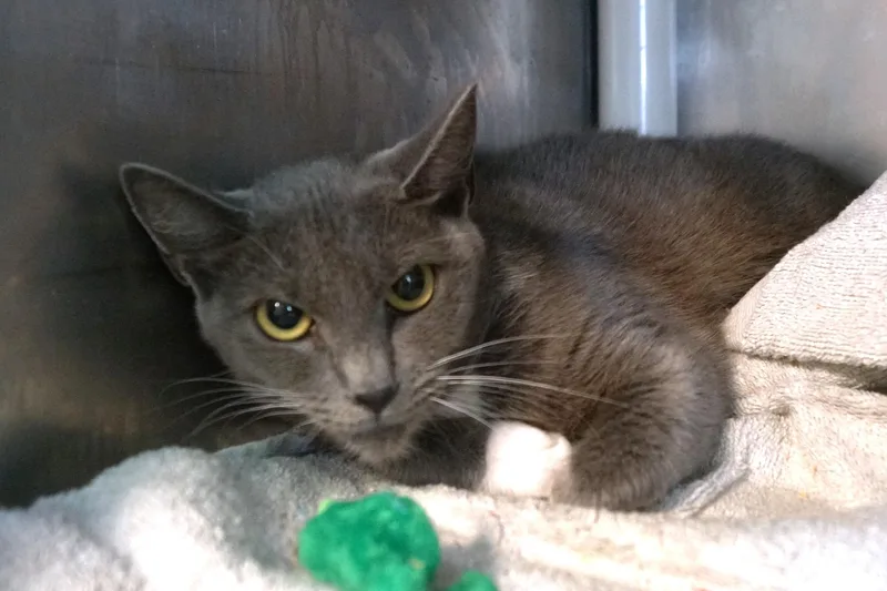 Estrella thumbnail 5