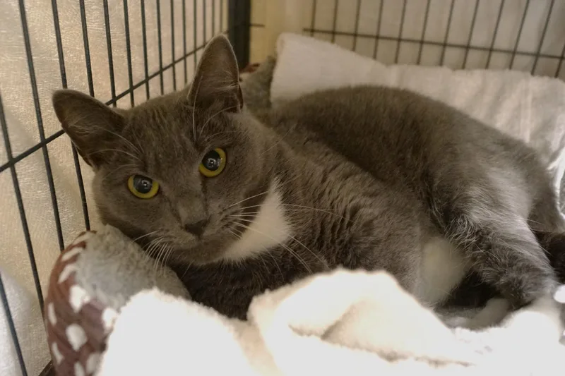 Estrella thumbnail 6