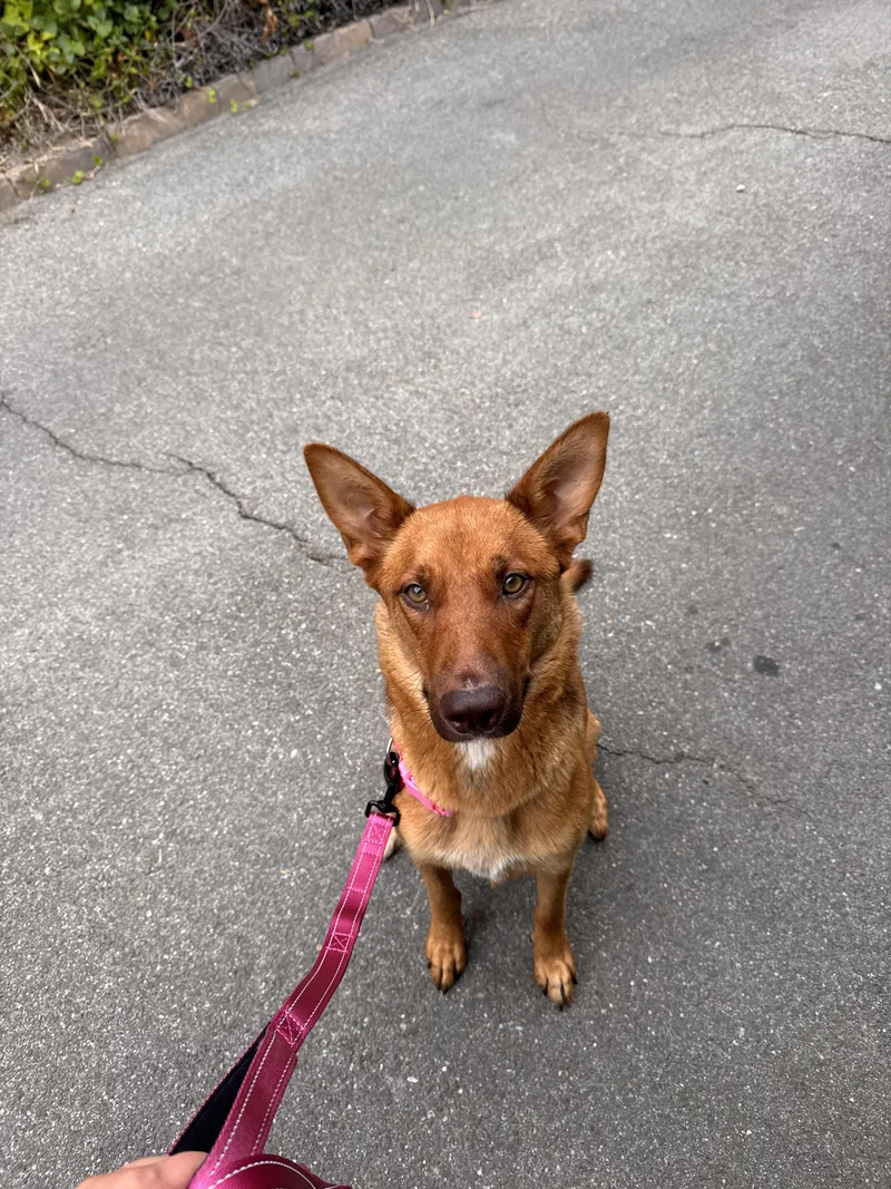 A baby medium-sized female German Shepherd Dog dog named Cambria And Meredith for adoption in Santa Barbara, CA
