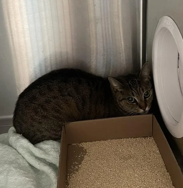 An adult medium-sized female Domestic Short Hair cat named Scooby for adoption in Ridgewood, NY