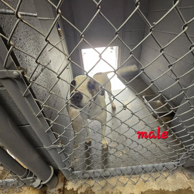 A young medium-sized male White / Cream Labrador Retriever dog named Triceratops for adoption in Austin, TX