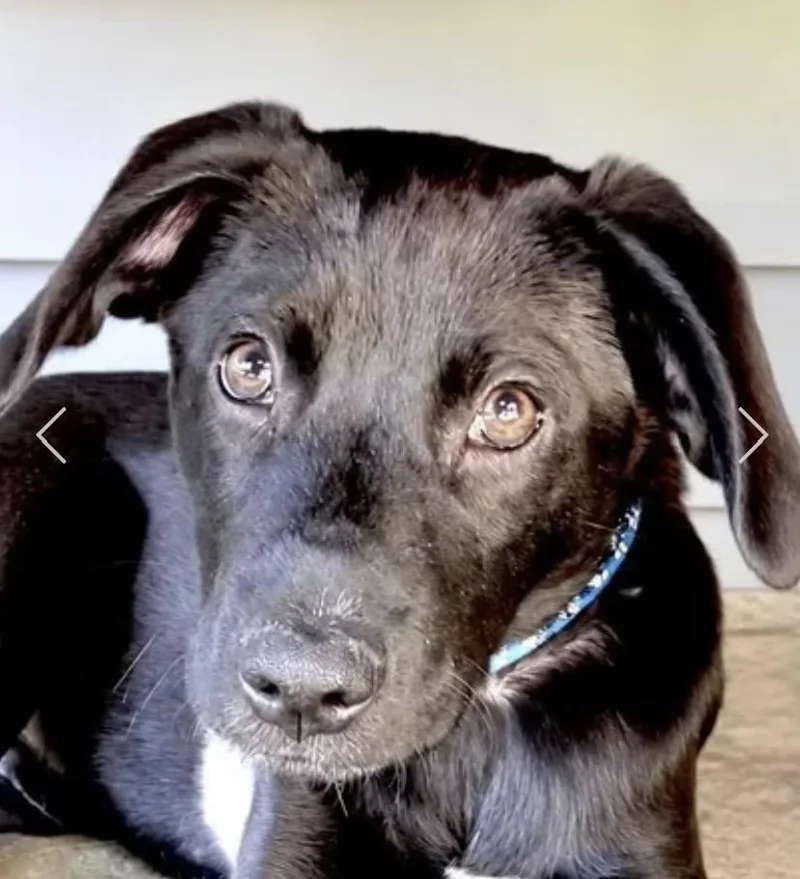 A baby medium-sized male Black Catahoula Leopard Dog dog named Royce for adoption in Pleasant Valley, NY