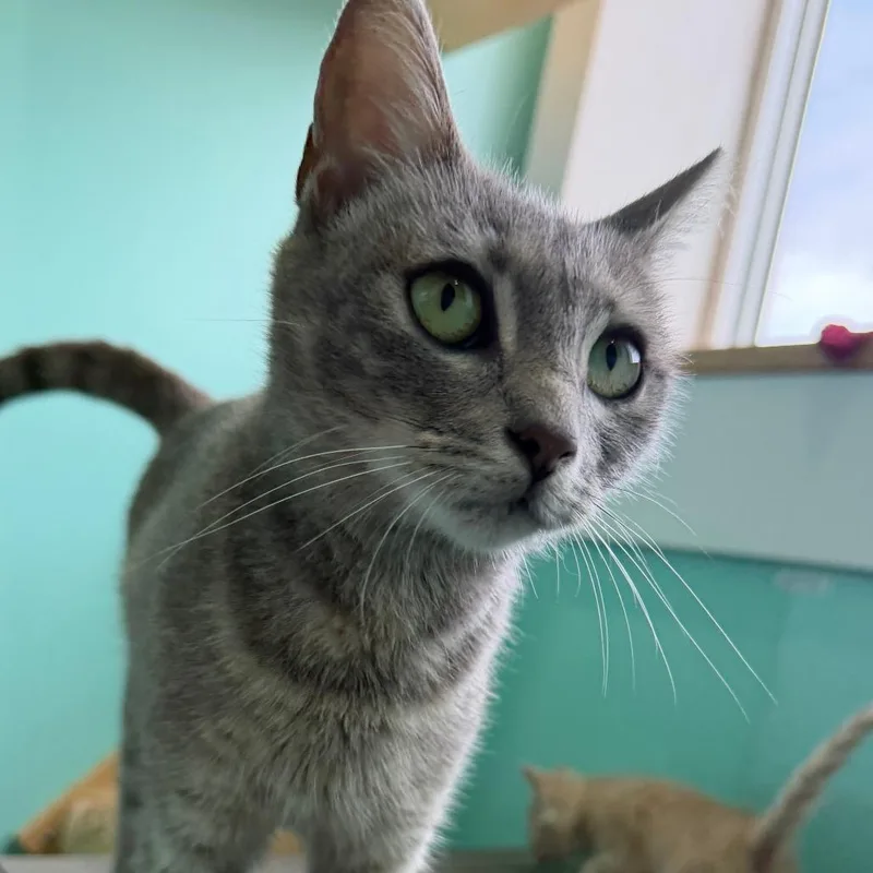 A young small-sized female Gray / Blue / Silver Domestic Short Hair cat named Marwa for adoption in Marion, VA