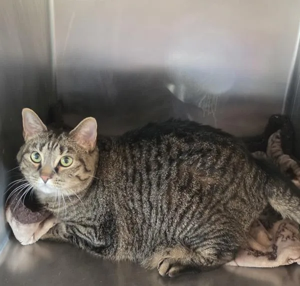 An adult medium-sized female Domestic Long Hair cat named Louise for adoption in Cleveland, TN