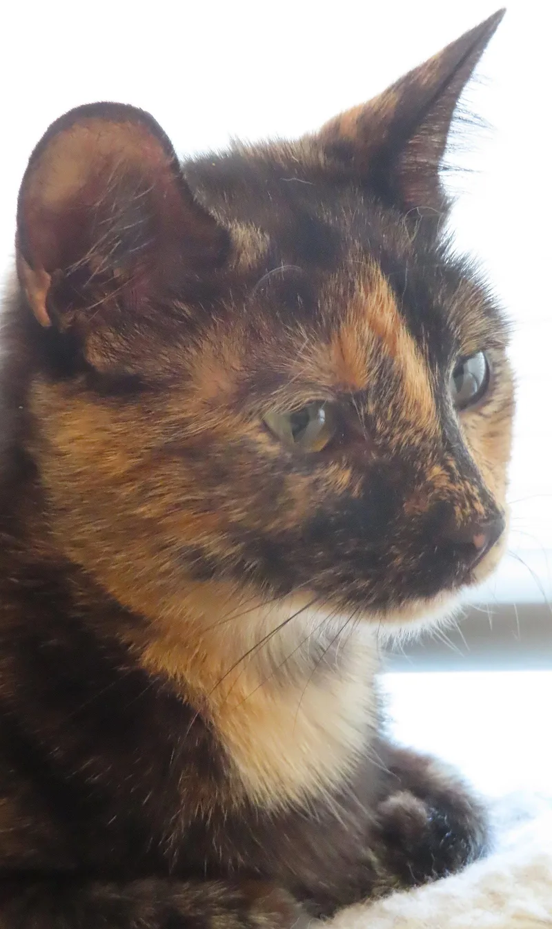 A young medium-sized female Domestic Short Hair cat named Stacy for adoption in Phoenix, AZ