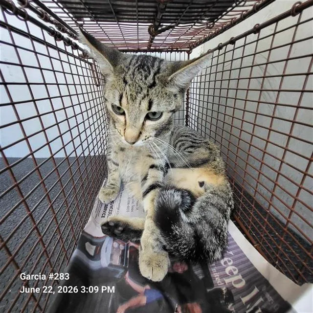 A young medium-sized male Domestic Short Hair cat named Patricio for adoption in San Antonio, TX