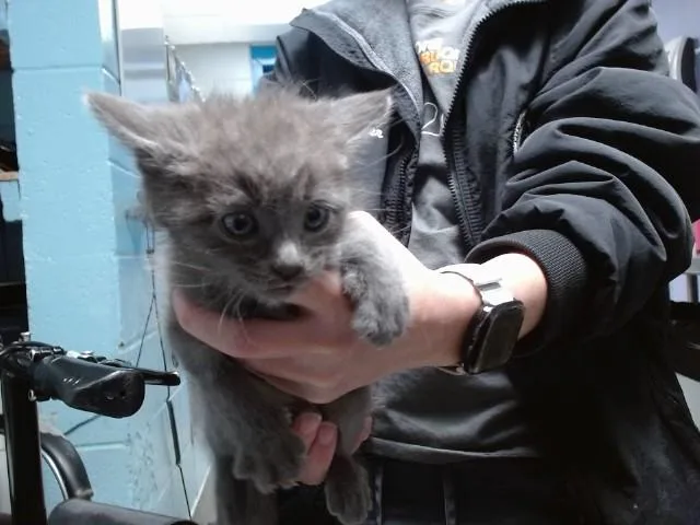 A baby small-sized male Domestic Short Hair cat named Dewalt for adoption in Albuquerque, NM