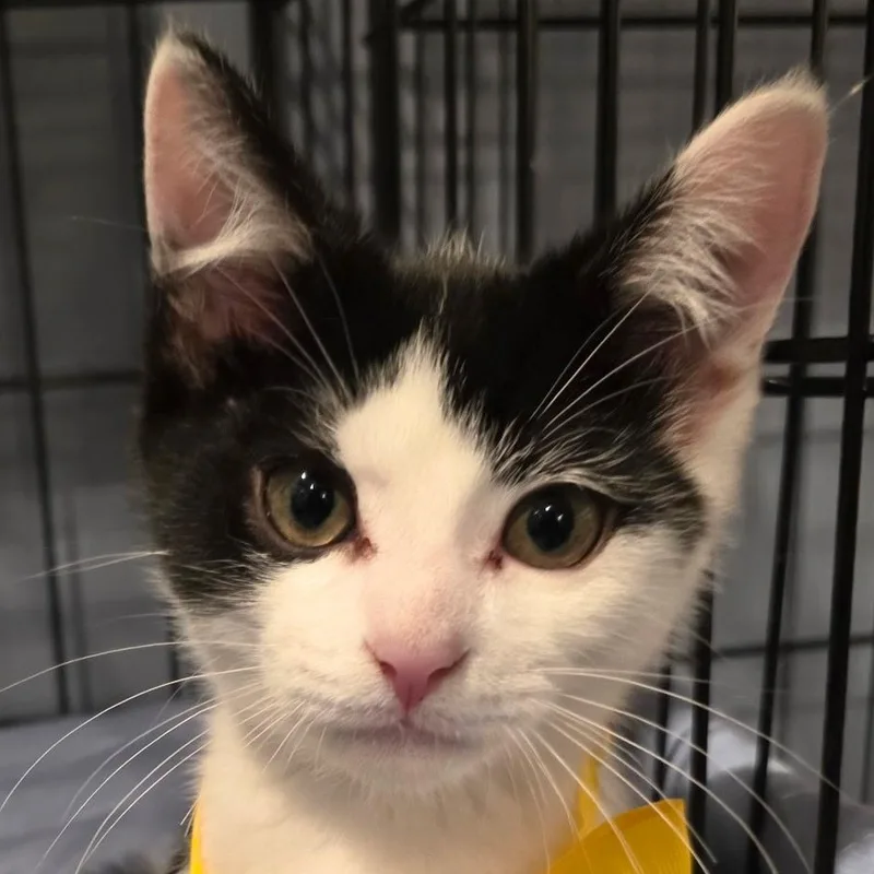A baby medium-sized male Black Domestic Short Hair cat named Moody Meatball for adoption in Richmond, VA