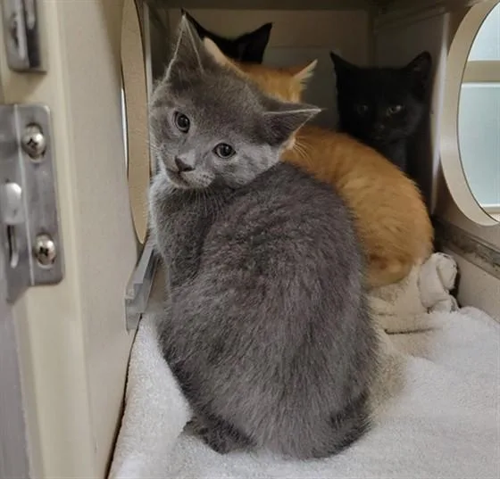 A baby small-sized male Domestic Short Hair cat named Casper for adoption in Denver, CO