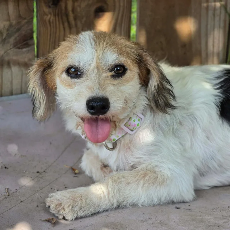 A young small-sized female Terrier dog named Sandy for adoption in PLAINFIELD, CT