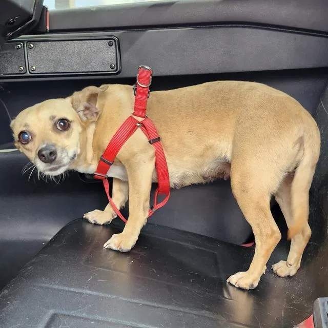 An adult small-sized female Chihuahua dog named Honey for adoption in San Antonio, TX