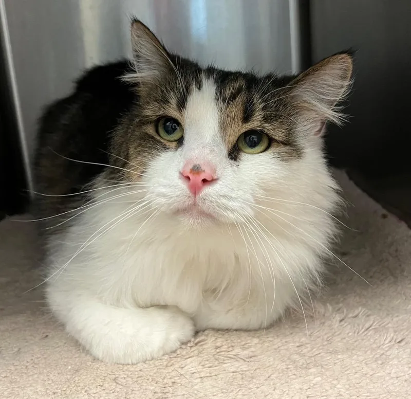 Mcgonagal thumbnail 2