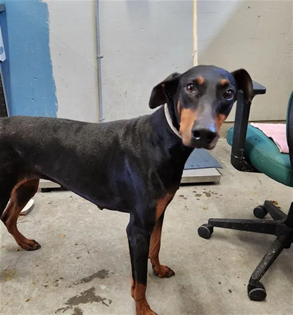 An adult large-sized female Doberman Pinscher dog named Mika for adoption in Camarillo, CA