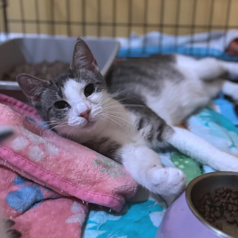 A young medium-sized female White Domestic Short Hair cat named Bloom for adoption in Vineland, NJ