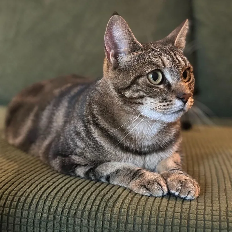An adult medium-sized female Tabby (Brown / Chocolate) Domestic Short Hair cat named Shasta for adoption in Los Angeles, CA