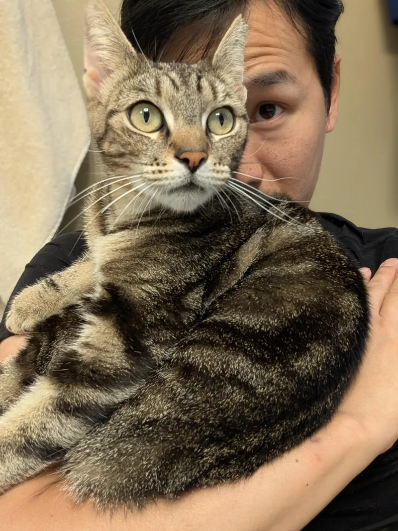 Shasta thumbnail 2