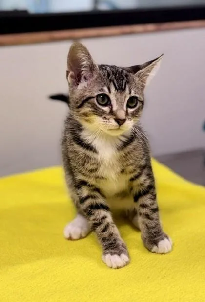 A baby small-sized male Tabby (Gray / Blue / Silver) Domestic Short Hair cat named Ernie for adoption in Bishop, GA