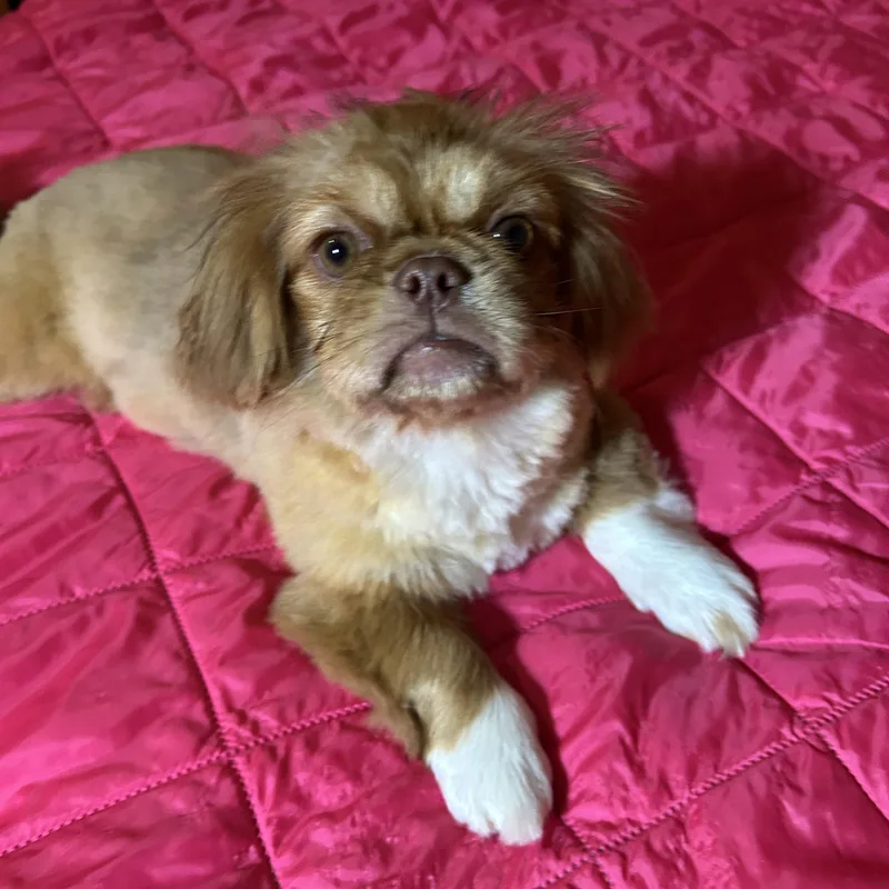 A baby small-sized female Red / Chestnut / Orange Pekingese dog named Meridith for adoption in Texarkana, TX