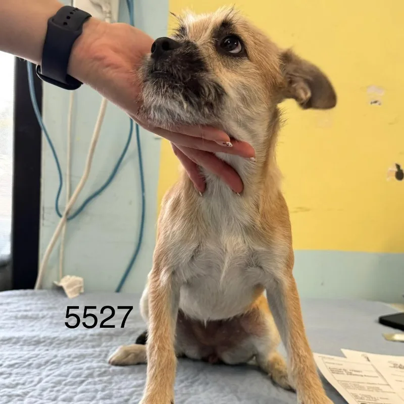 A baby small-sized female Yellow / Tan / Blond / Fawn Cairn Terrier dog named London for adoption in Chico, CA