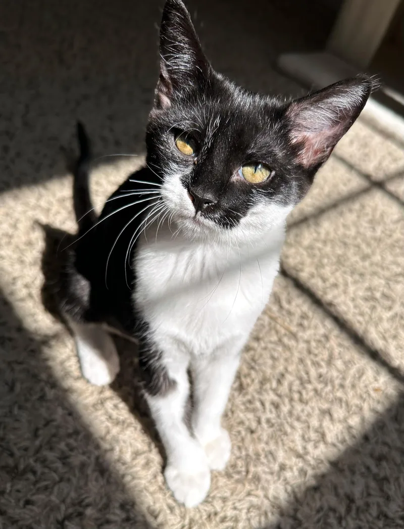 A baby small-sized female Black & White / Tuxedo Domestic Short Hair cat named Pogo for adoption in Nashville, TN