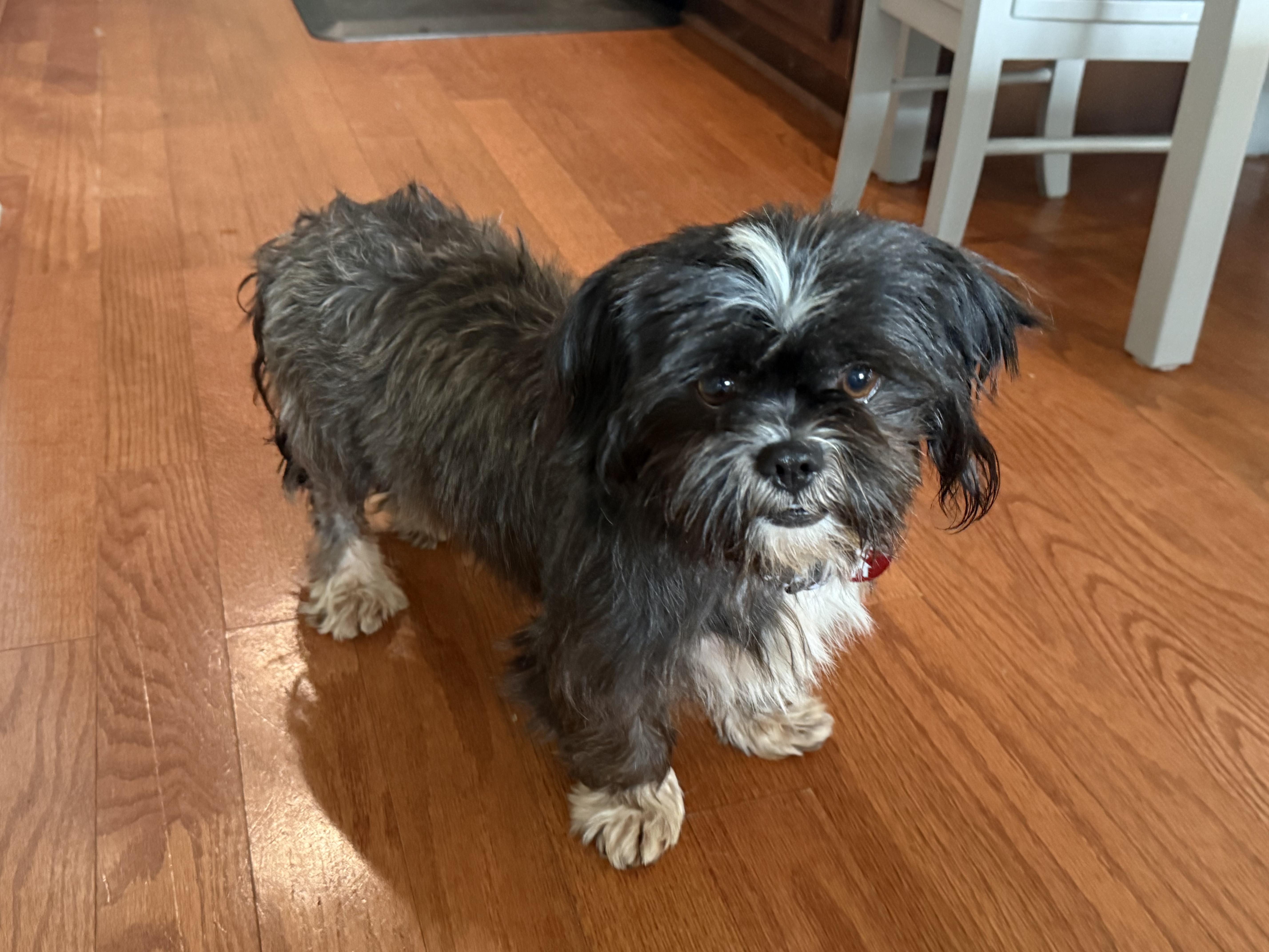 A baby small-sized female Shih Tzu dog named Mochi for adoption in Dale, TX