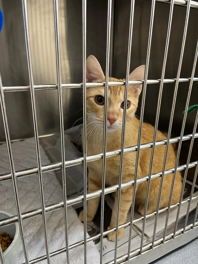 A baby medium-sized male Domestic Short Hair cat named Hummus for adoption in Richland Hills, TX