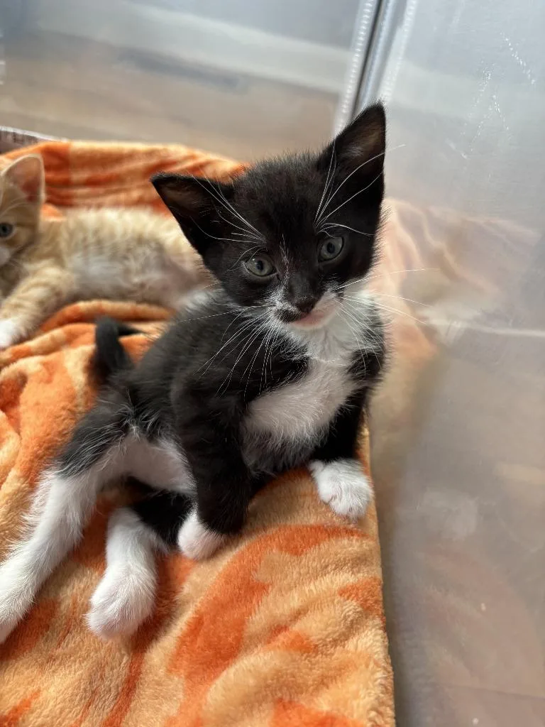 A baby small-sized female Domestic Short Hair cat named Sprout for adoption in Meriden, CT