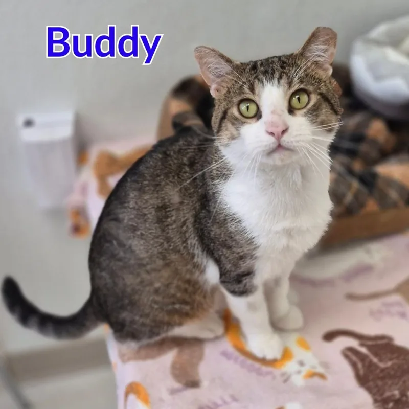 An adult medium-sized male Domestic Short Hair cat named Buddy for adoption in North Saint Paul, MN