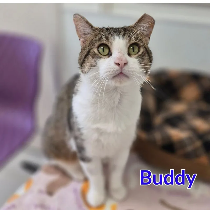 Buddy thumbnail 2