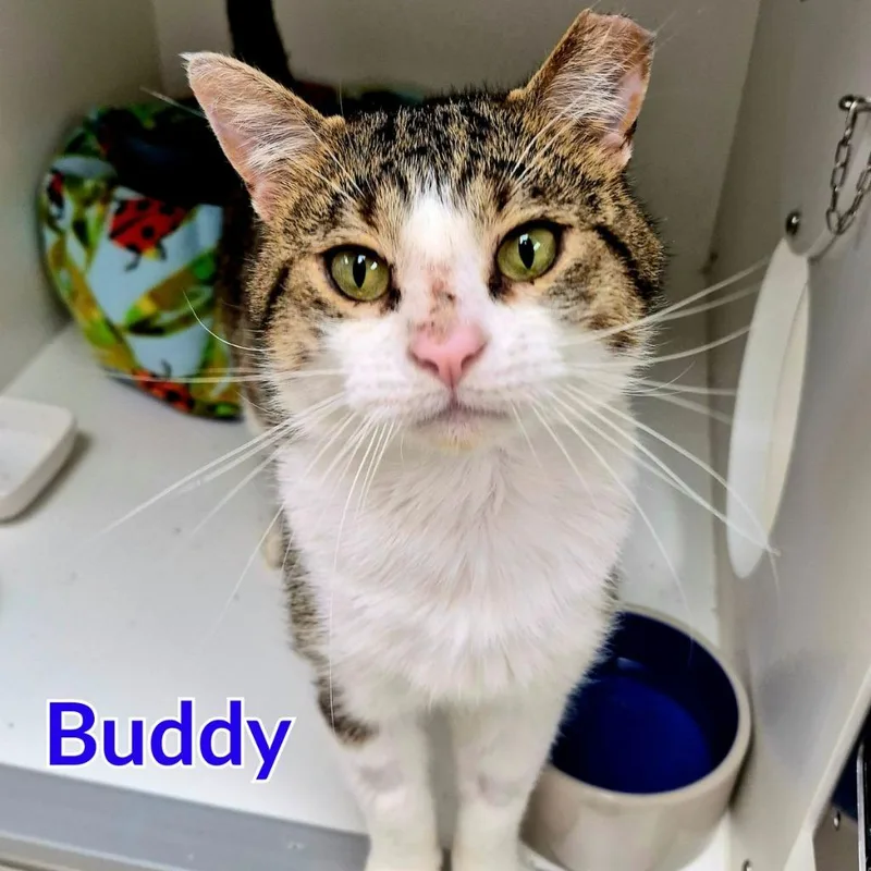 Buddy thumbnail 3