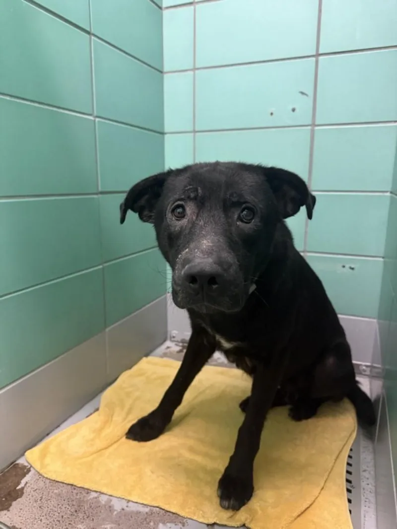 An adult large-sized male Labrador Retriever dog named A for adoption in Houston, TX