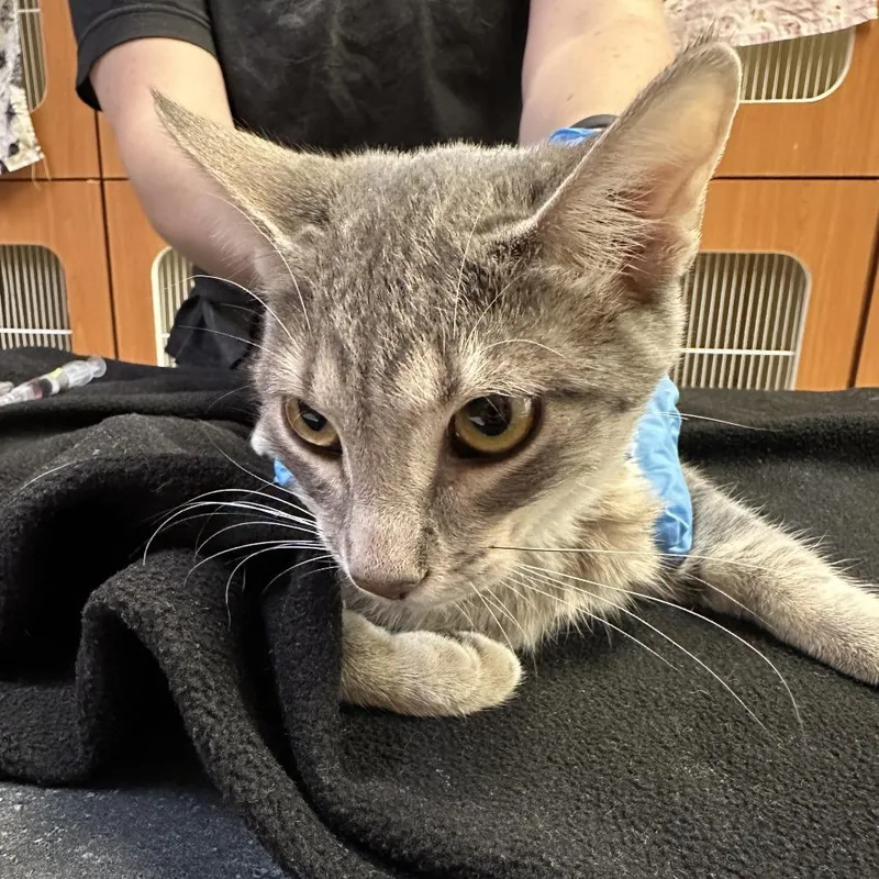 A baby medium-sized male Domestic Short Hair cat named Rascal for adoption in Murray, UT