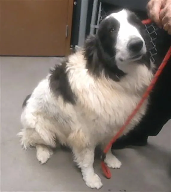An adult large-sized female Great Pyrenees dog named Willow for adoption in Phoenix, AZ