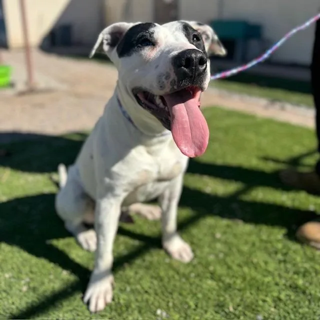 A young large-sized male White / Cream American Staffordshire Terrier dog named Pongo for adoption in Bullhead City, AZ