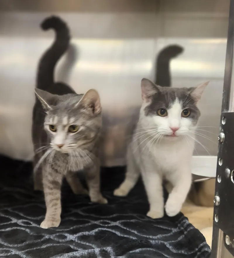 A young medium-sized female Tabby (Gray / Blue / Silver) Domestic Short Hair cat named Sally and Gillian for adoption in Clayton, NJ