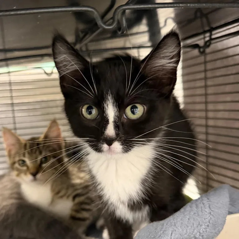 A baby small-sized male Black Domestic Short Hair cat named Franc for adoption in Hampton Bays, NY