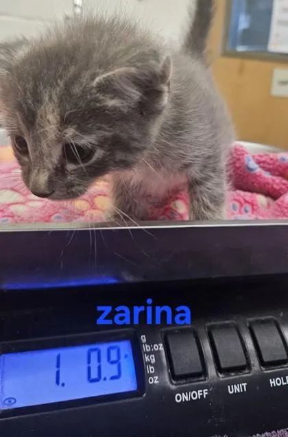 Zarina thumbnail 3