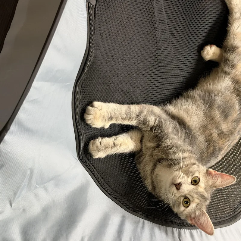 A baby medium-sized female Domestic Short Hair cat named Buffy for adoption in Alexandria, LA