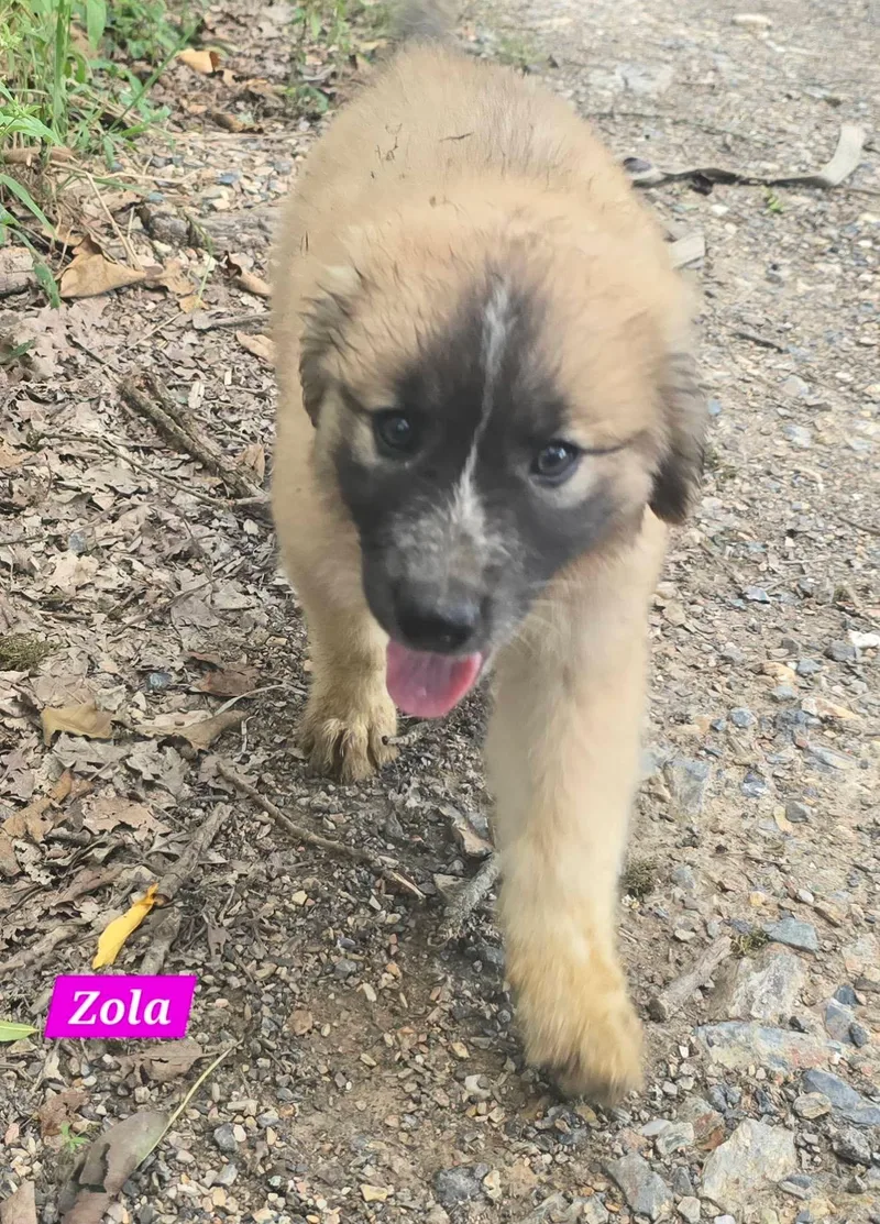 Zola thumbnail 4