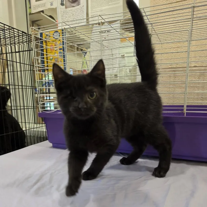 A baby small-sized female Black Domestic Short Hair cat named Aurora for adoption in Waynesboro, PA