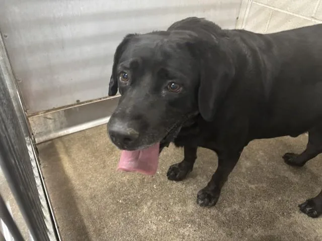 An adult large-sized male Labrador Retriever dog named Hank for adoption in San Bernardino, CA