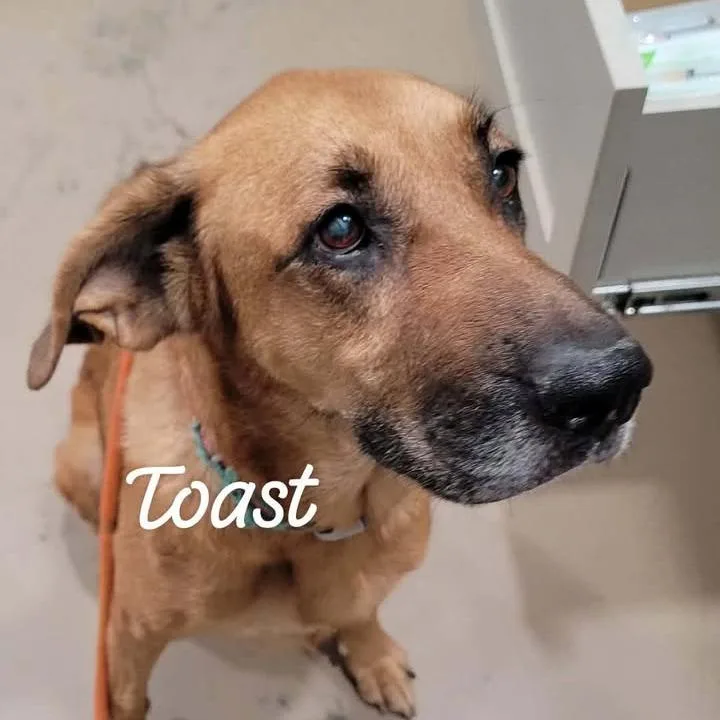 Toast