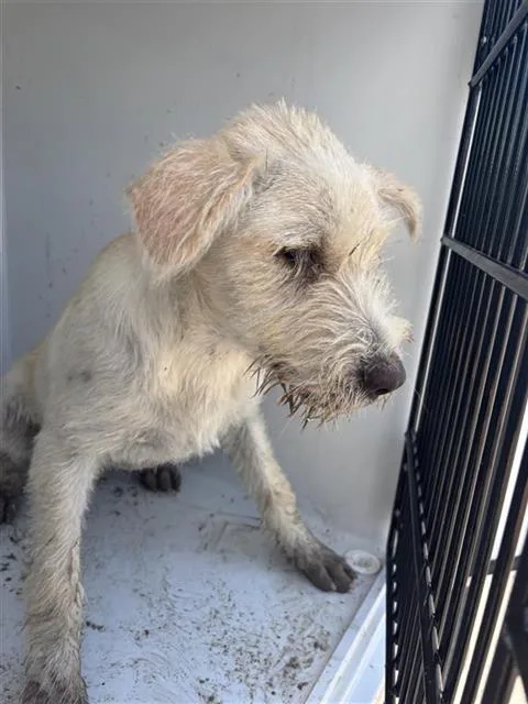 An adult medium-sized male Parson Russell Terrier dog named A for adoption in Houston, TX